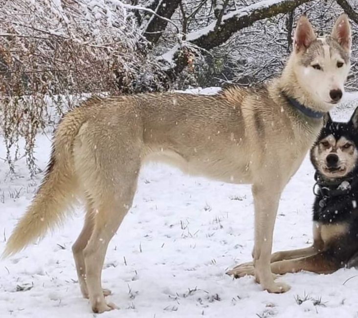 Photo of Durio's kennel A’ Lys