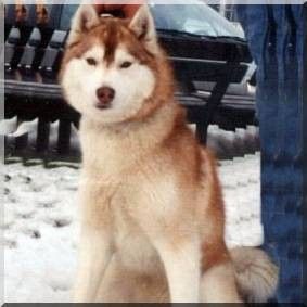 Photo of Big Foot Gold Queen Sonja