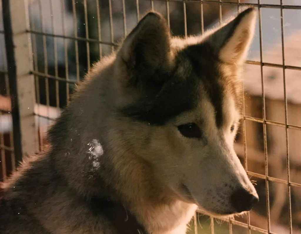 Photo of Vixen av Vargevass-A