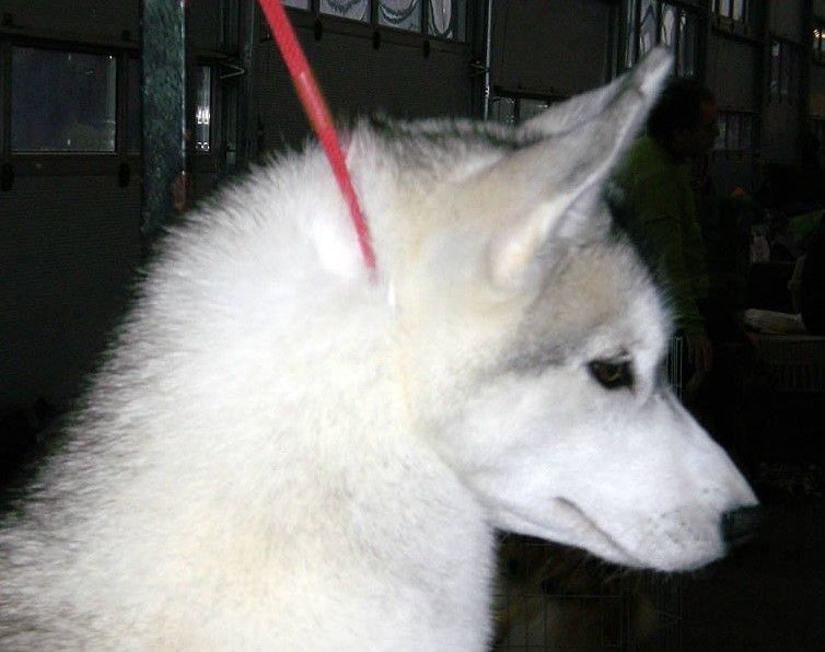 Photo of Ayuka’s Crystal Effect