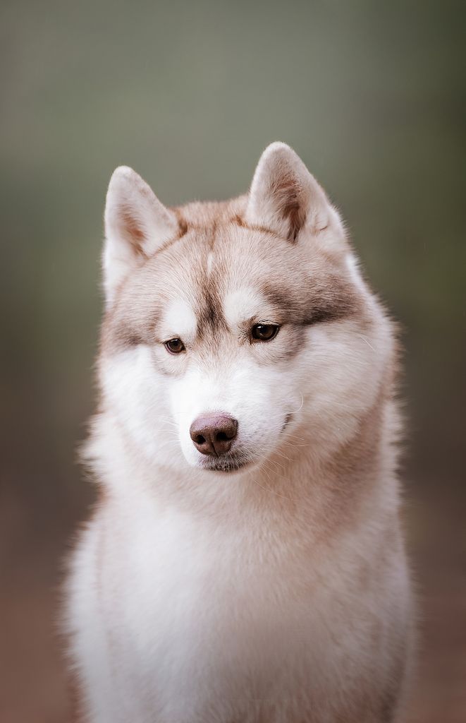 Photo of Unnamed Darkest Dog Of Risen Hell