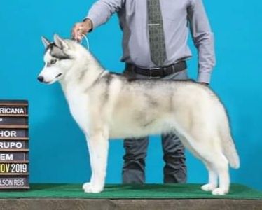 Photo of Happyheart Bear B`Queen Of Spade