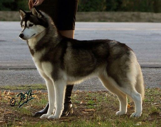 Photo of Winalmik’s Ivory Blackstarr