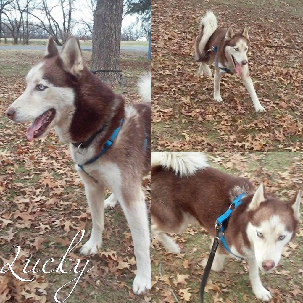 Photo of Lucky Ace Roberts
