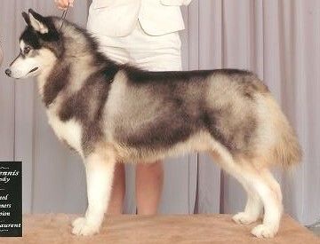 Photo of Northern Light’s He’s Dynamite