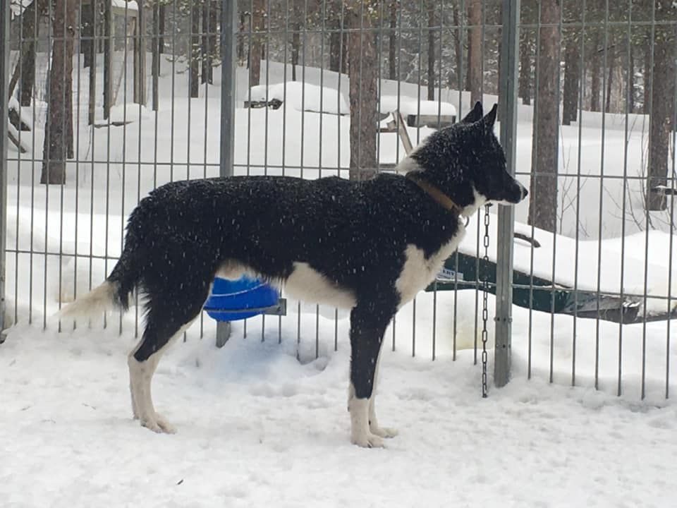 Photo of BLACK DOG Dark Illusion