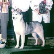 Photo of Innisfree's Russian Lace