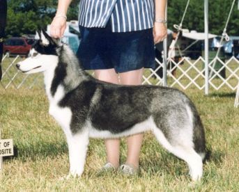 Photo of Bain’s Northern Trouble Maker