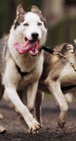 Photo of Trinity Kennel’s Yasper