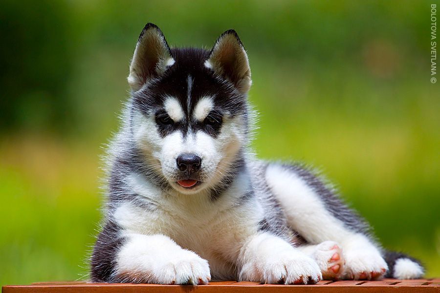Photo of Siberian Miracle Jay Winner