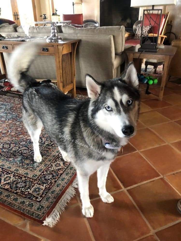 Photo of Pippa The Diamond Hunter