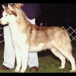 Photo of Chrisdon's Red Storm Rising