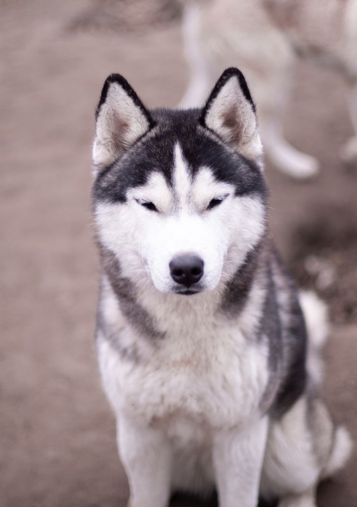 Photo of Atlas from Minsky Siberians