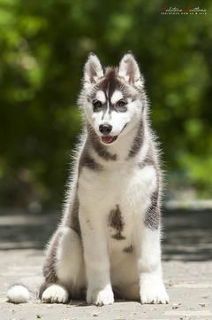 Photo of Can't Be Better Triumphant Beauty