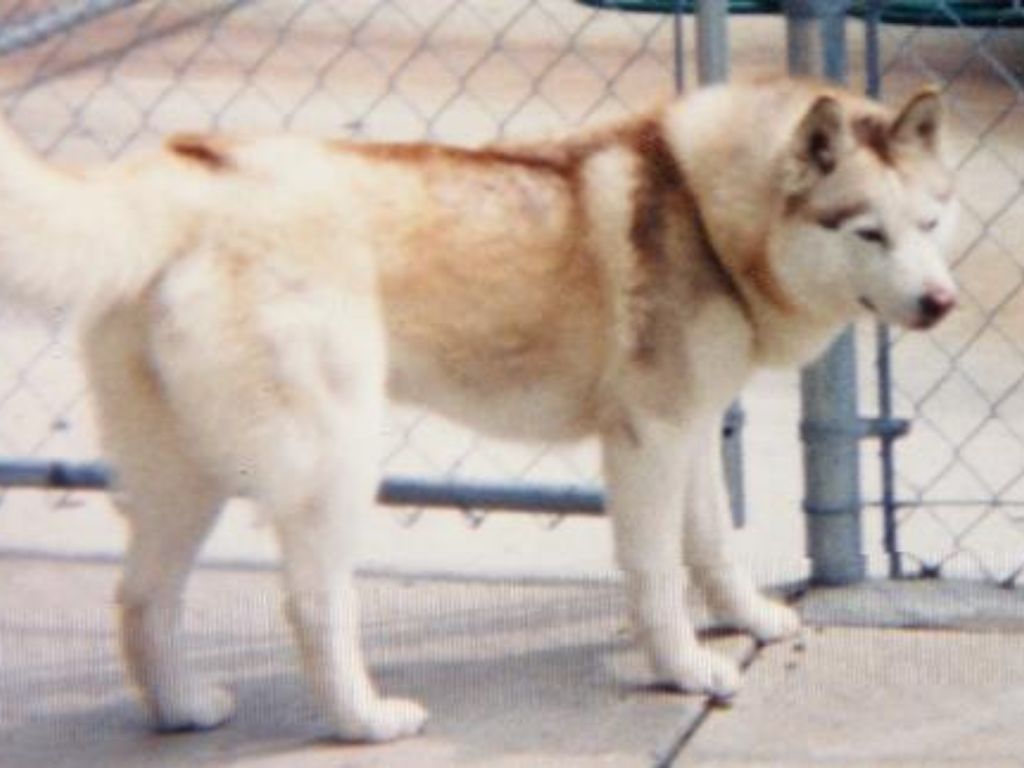 Photo of Echo Call MightyWager O’Lakmat