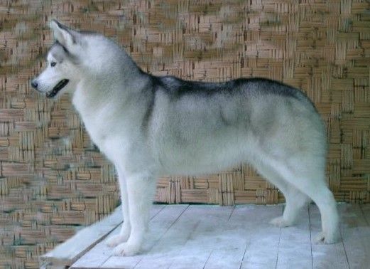 Photo of Ayuka Silver Moon