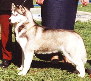 Photo of Blue Eyes Of Siberian Lady