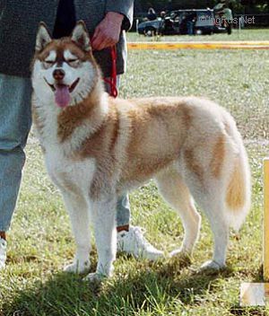 Photo of Arktogea Prima Z Coyoacan