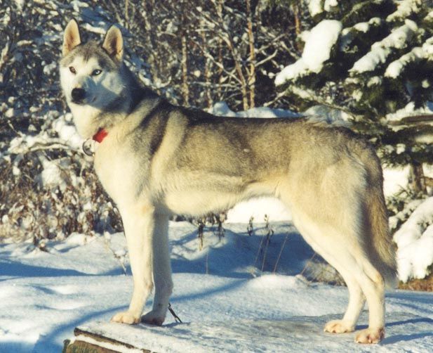 Photo of Alaskan’s Olga Of Anadyr II