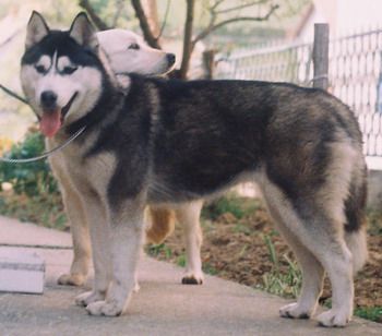 Photo of Azra