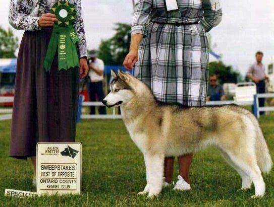 Photo of Karnovanda Cedarstone Kismet