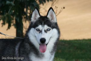 Photo of Indigo Diamond Diva