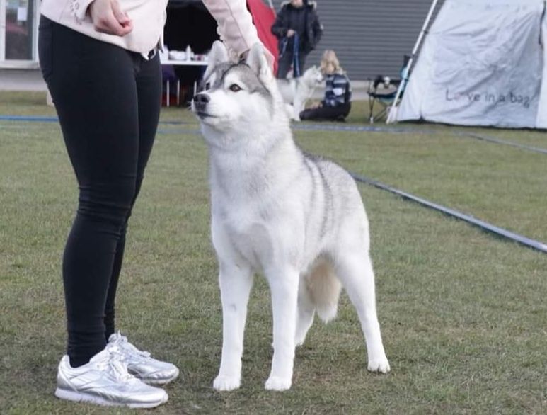 Photo of Blazing Siberians Athena the Wise