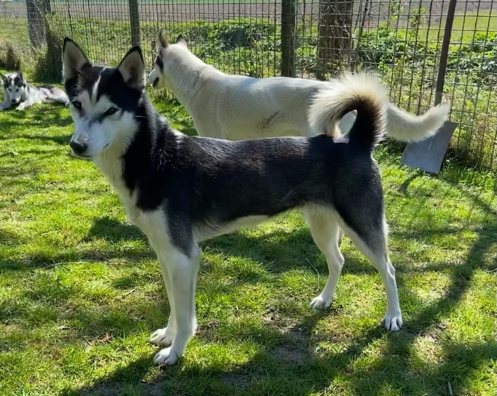 Photo of Quinaya’s Quincy