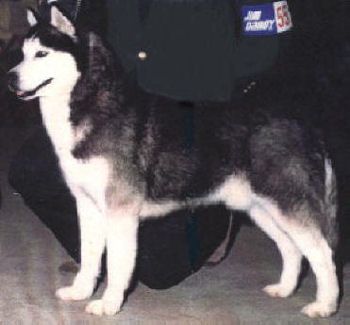 Photo of Norstarr’s Thunder Cloud
