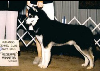 Photo of Tar ’N Feather Of The Midnight Sun