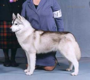 Photo of Sarabe’s Annie Oakley
