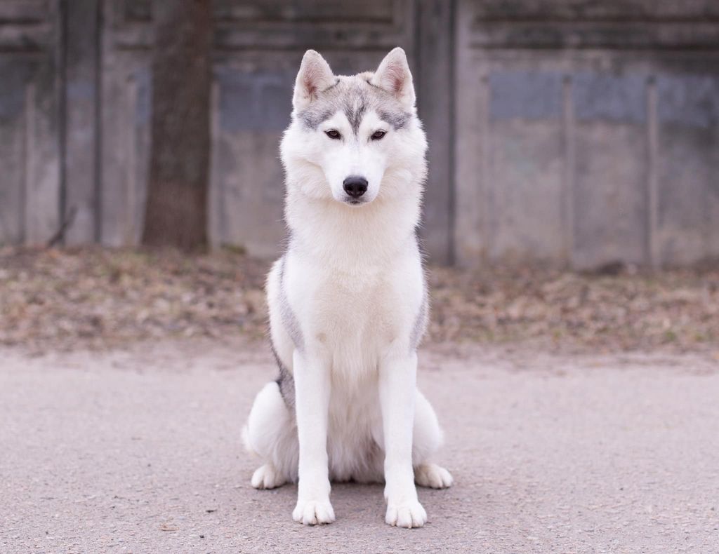 Photo of Cherry Pie Of Siberian Country