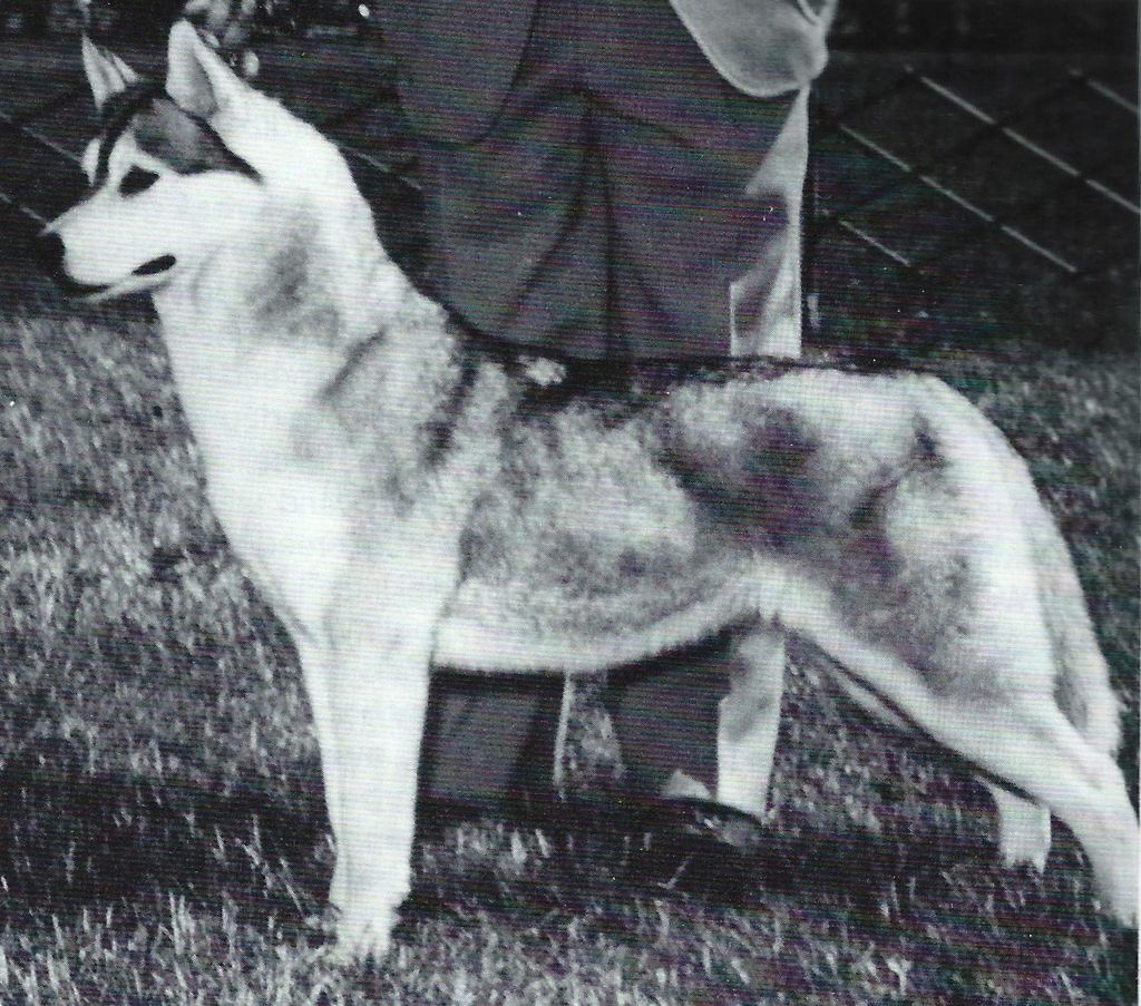 Photo of Kossok’s Flower Child