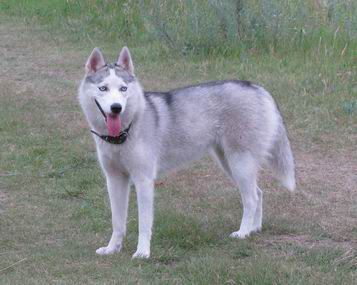 Photo of Berta Goluboglazoe Taksi