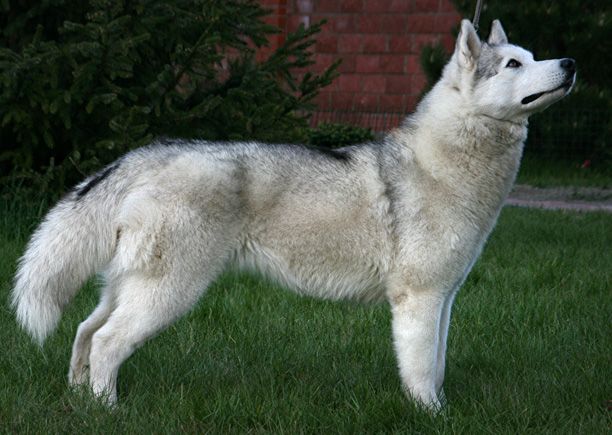 Photo of Husky Haven New Jersey