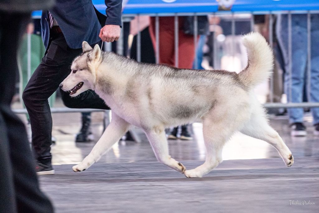 Photo of Jack's Wolfpack Clark Kent