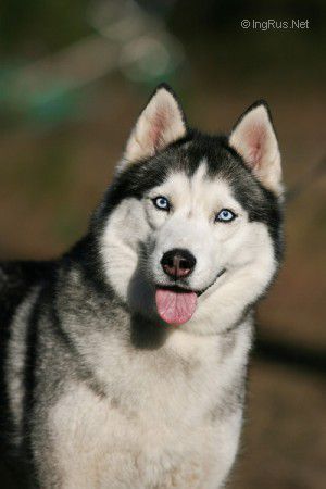 Photo of Husky Haven Berta Of Red East
