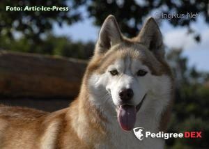 Photo of Arktogea Queen Of Dreams