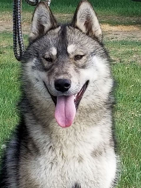 Photo of Arcticsun’s Mighty Thor