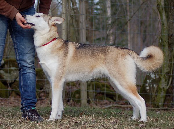 Photo of Huskyville's Honningbarna Binna