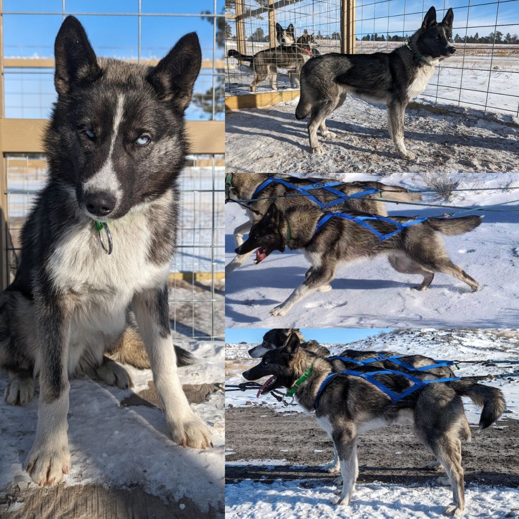 Photo of New Hope's Sitka