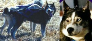 Photo of Moonshadow Biko Of Jedeye