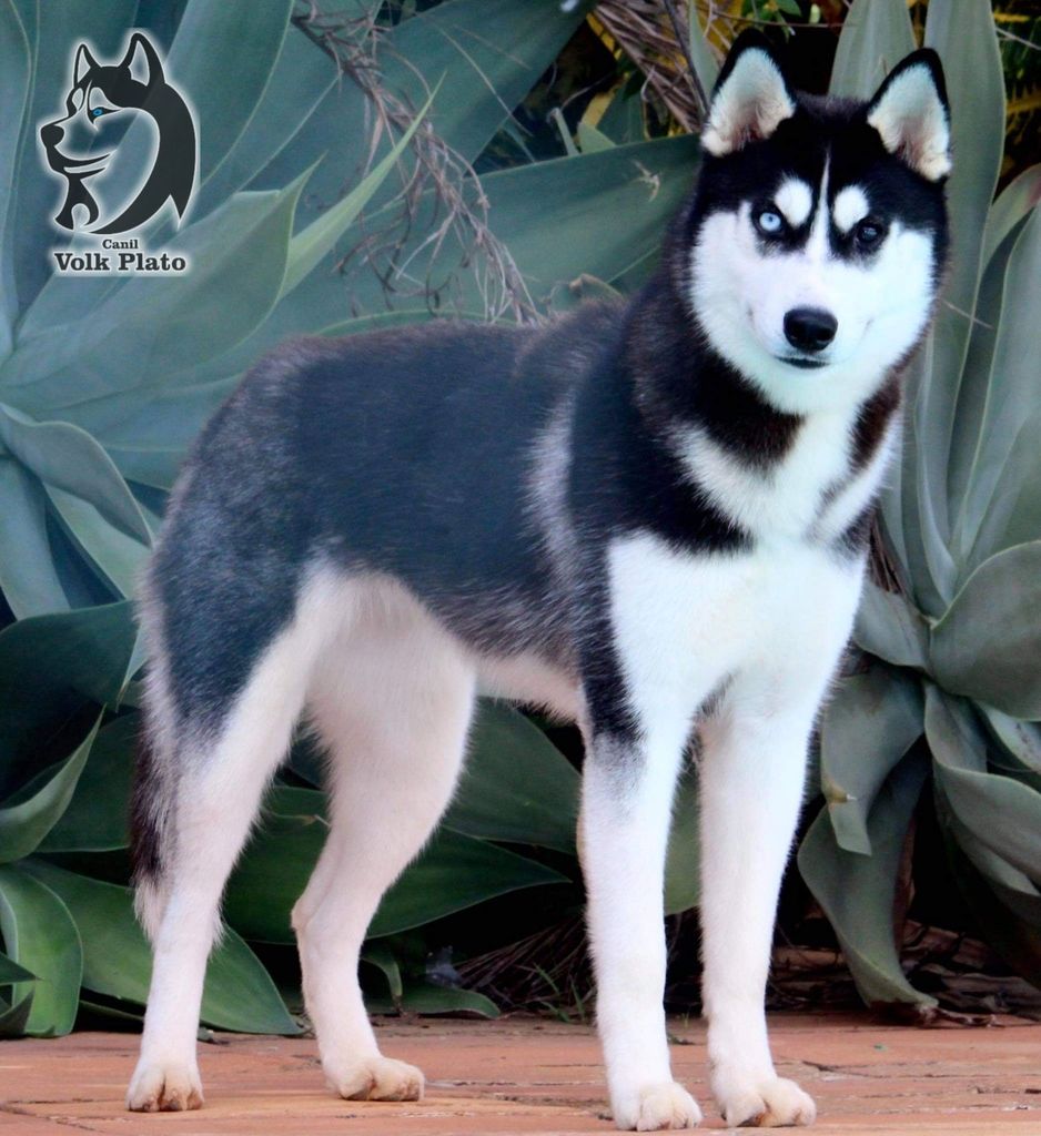 Photo of Szanock's Kind Kira