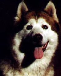 Photo of Canann’s Orion Of Cheah