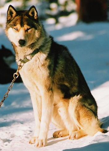 Photo of Meomar's Ojibawa