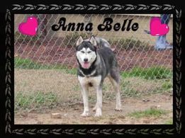 Photo of Puppy Lov’s Anna Bella
