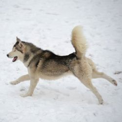 Photo of Ganicuss