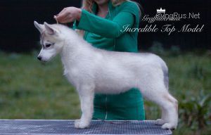 Photo of Graffsiberians Incredible Top Model