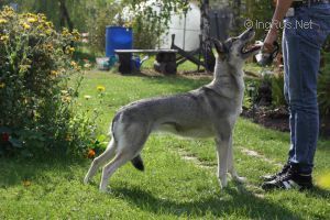 Photo of Laitkiper's Hell Hound