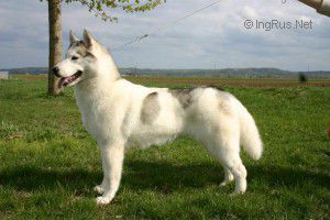 Photo of Coala Dea Siberian Night Star